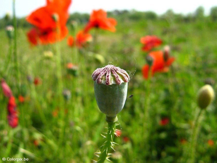 capsule de coquelicot Photo capsule de coquelicot
