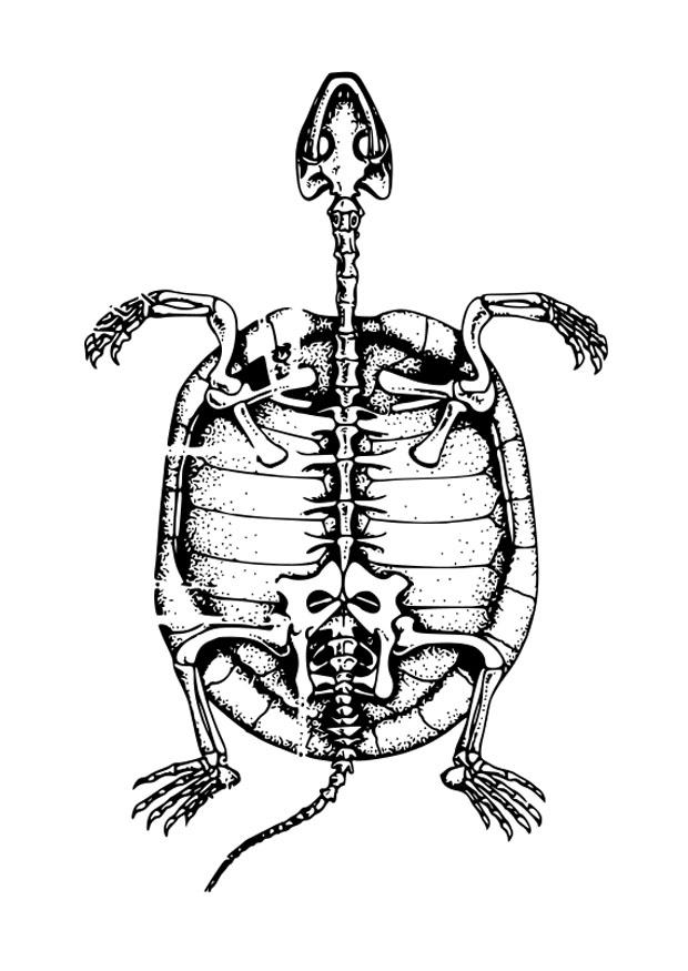 carcasse de tortue Coloriage carcasse de tortue