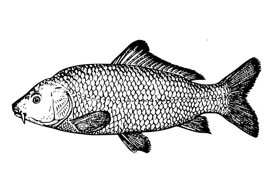 carpe Coloriage carpe