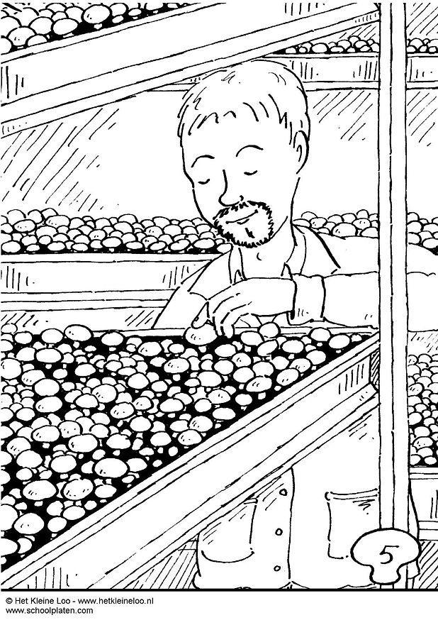 carrA© de champignons Coloriage carrA© de champignons