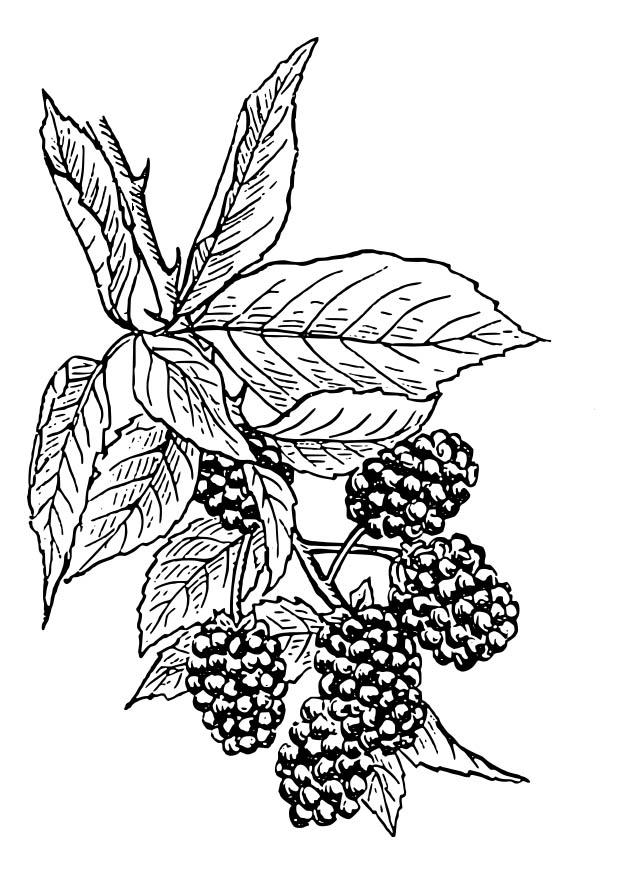 cassis Coloriage cassis
