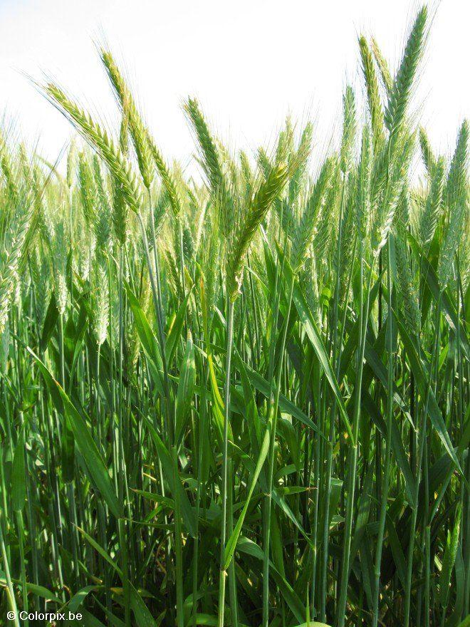 cA©rA©ales Photo cA©rA©ales