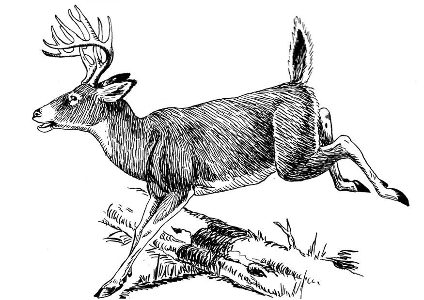 cerf Coloriage cerf