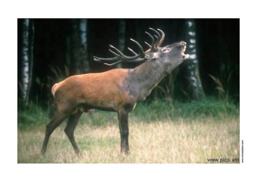 cerf Photo cerf
