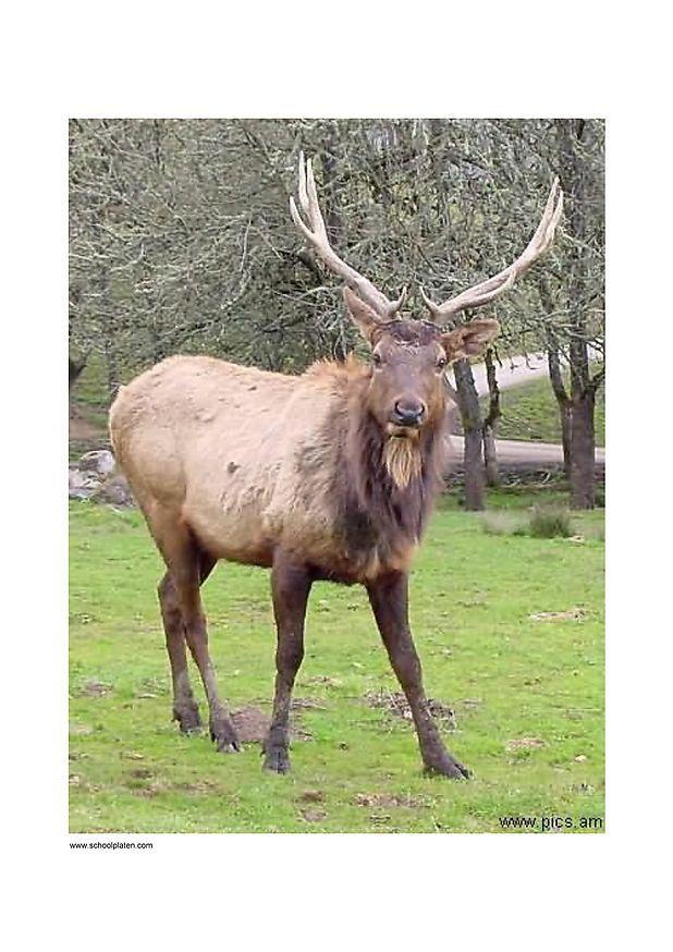 cerf Photo cerf