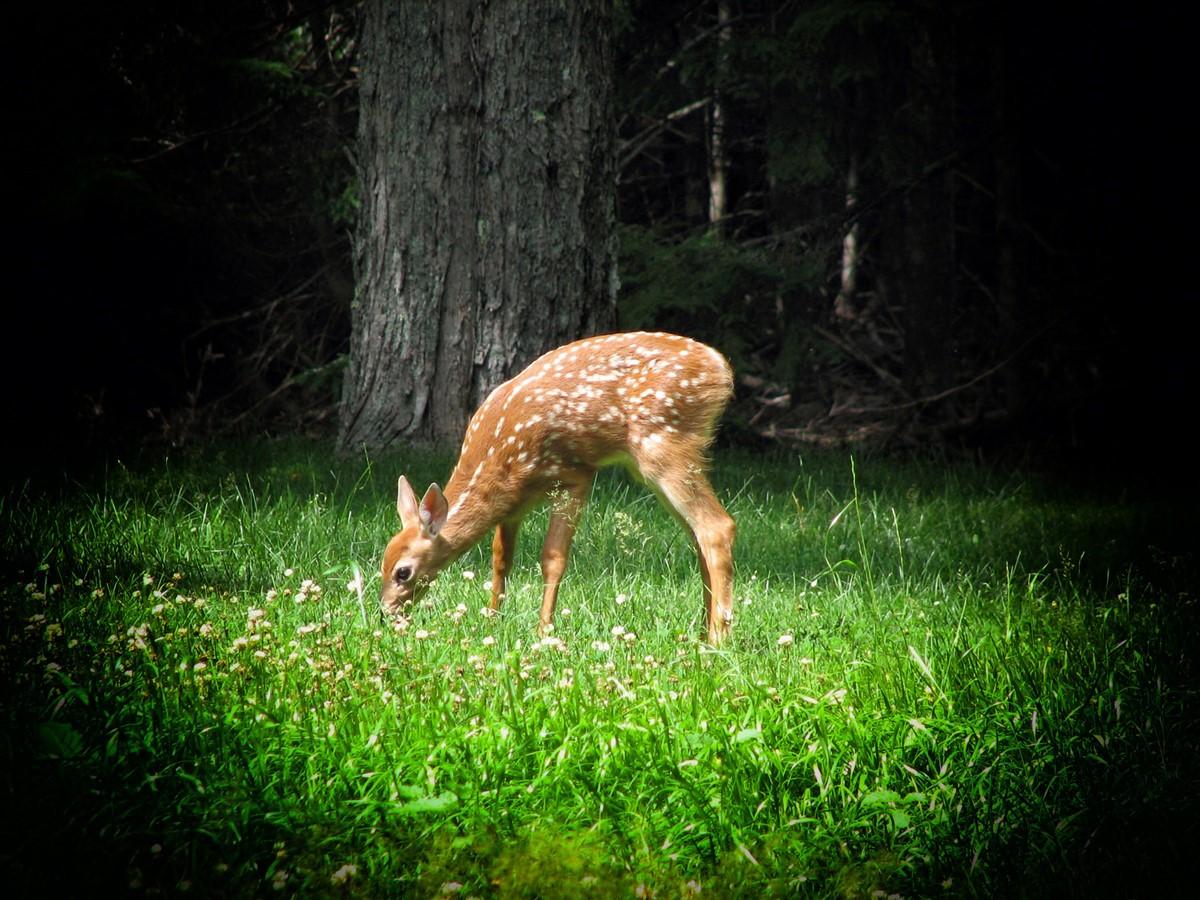 cerf Photo cerf
