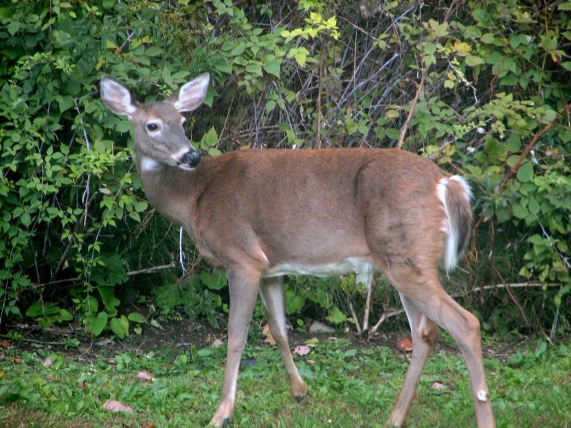 cerf Photo cerf