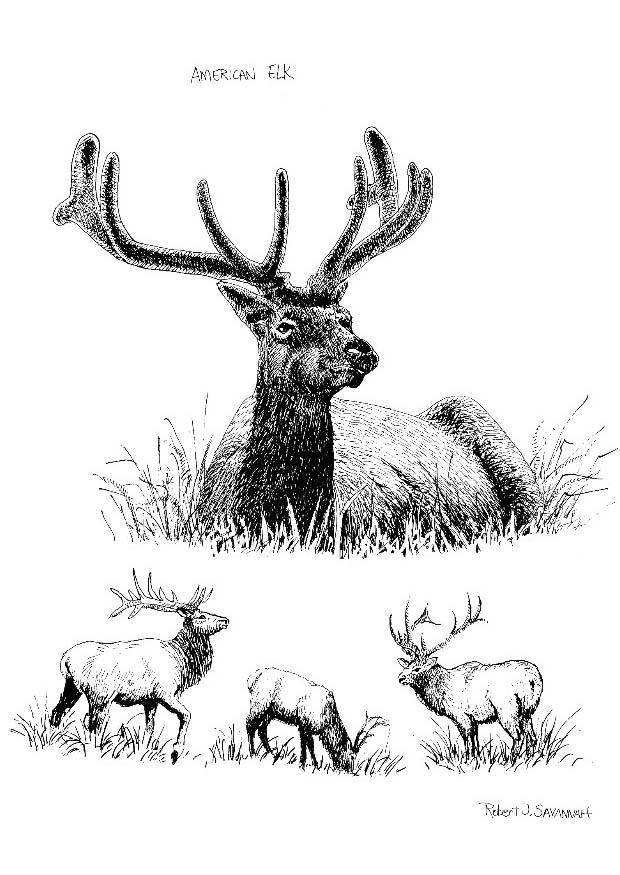 cerf Coloriage cerf
