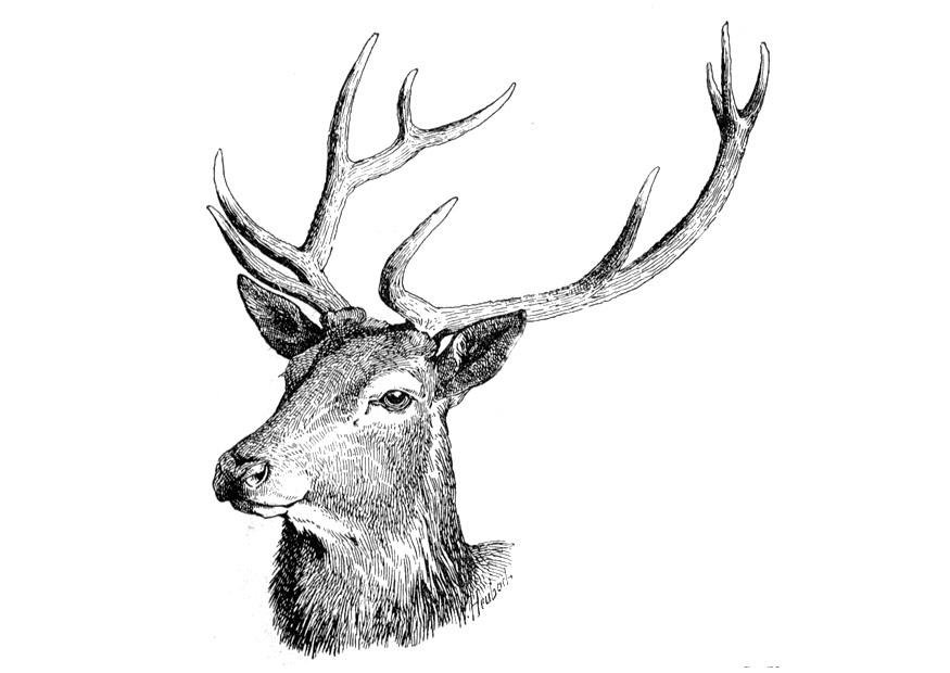 cerf Coloriage cerf