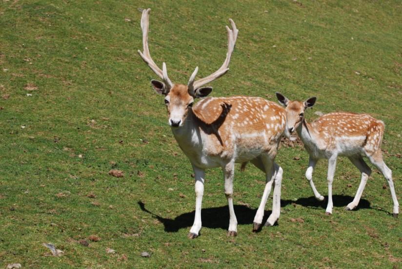 cerf et biche Photo cerf et biche
