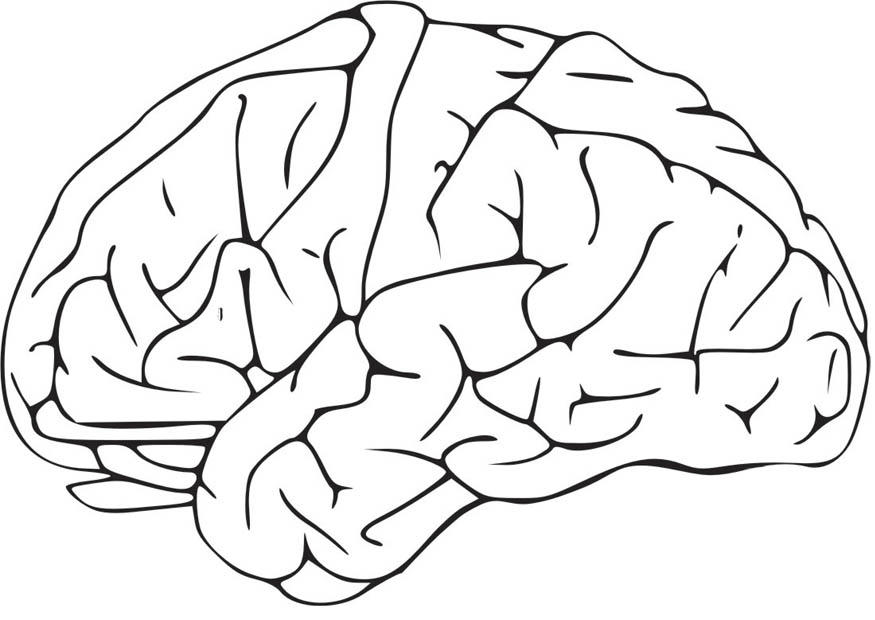 cerveau Coloriage cerveau