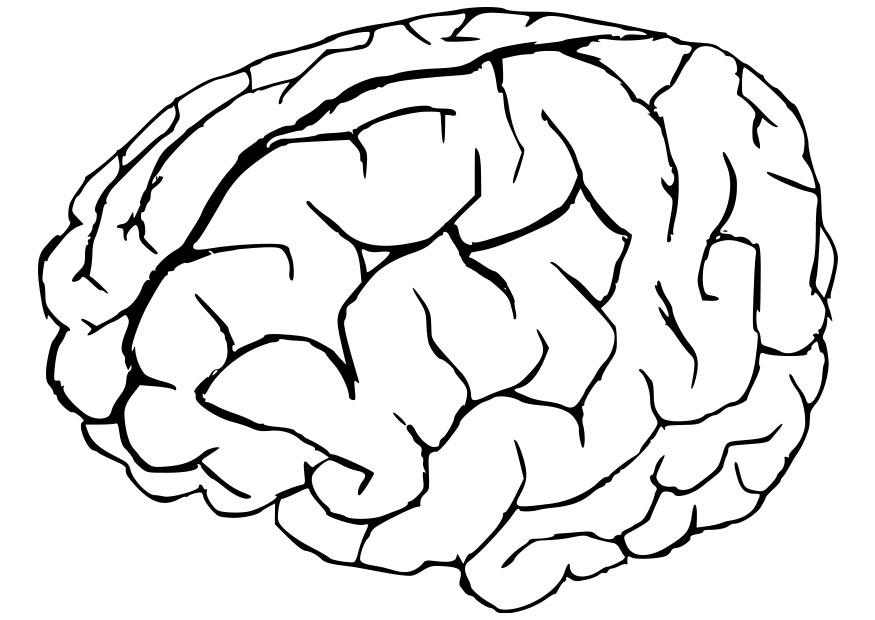 cerveau Coloriage cerveau