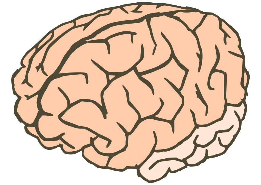 cerveau Image cerveau