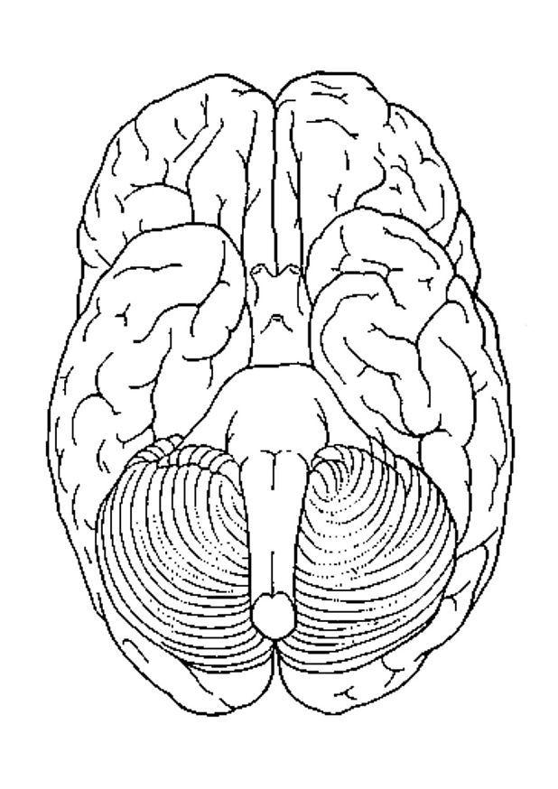 cerveau, vue de dessous Coloriage cerveau, vue de dessous