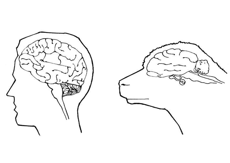 cervelle homme et mouton Coloriage cervelle homme et mouton