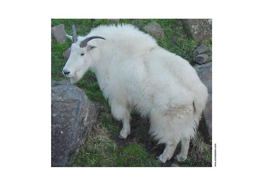 chamois Photo chamois