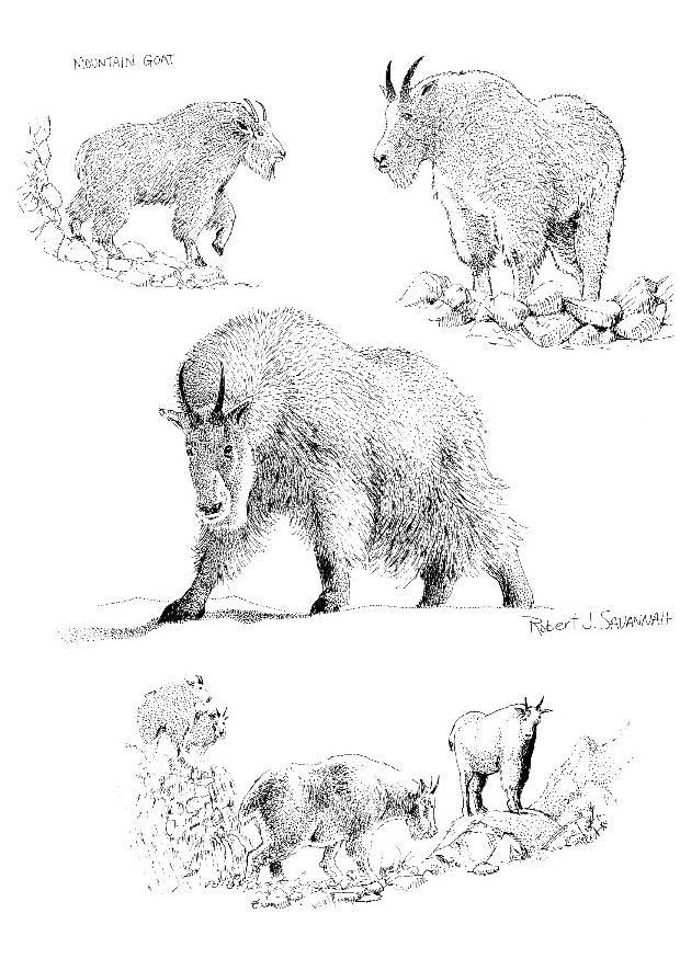 chamois Coloriage chamois