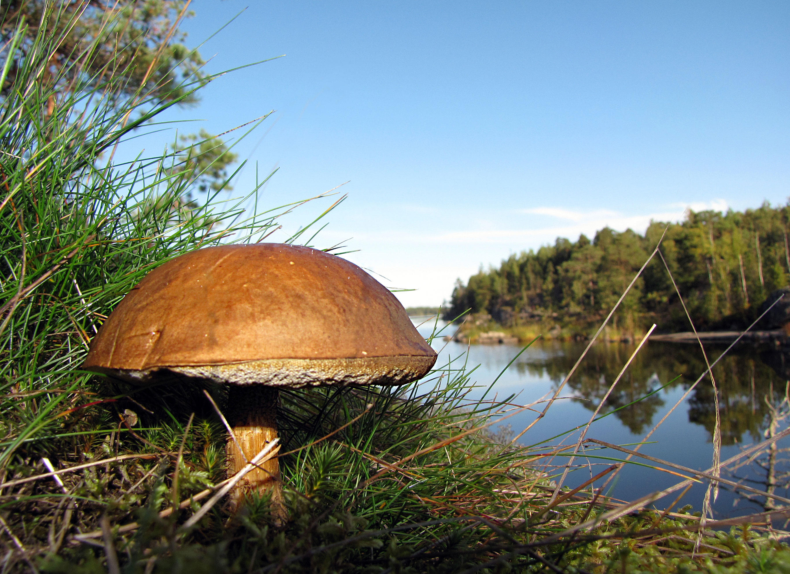 champignon Photo champignon
