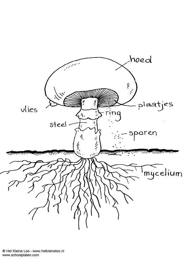 champignon Coloriage champignon