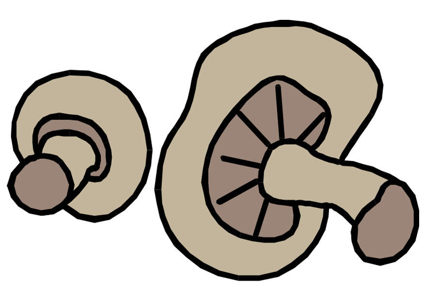 champignons Image champignons