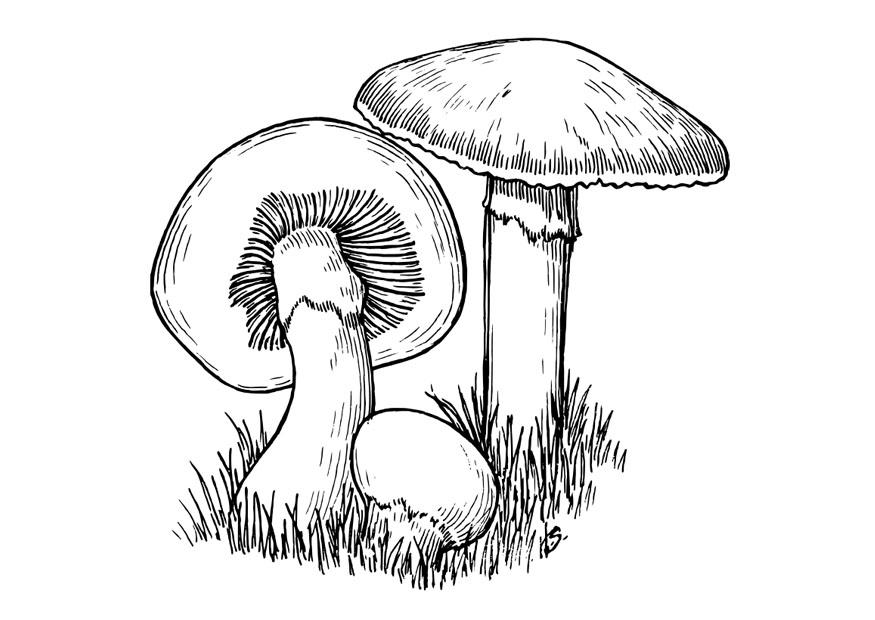 champignons Coloriage champignons