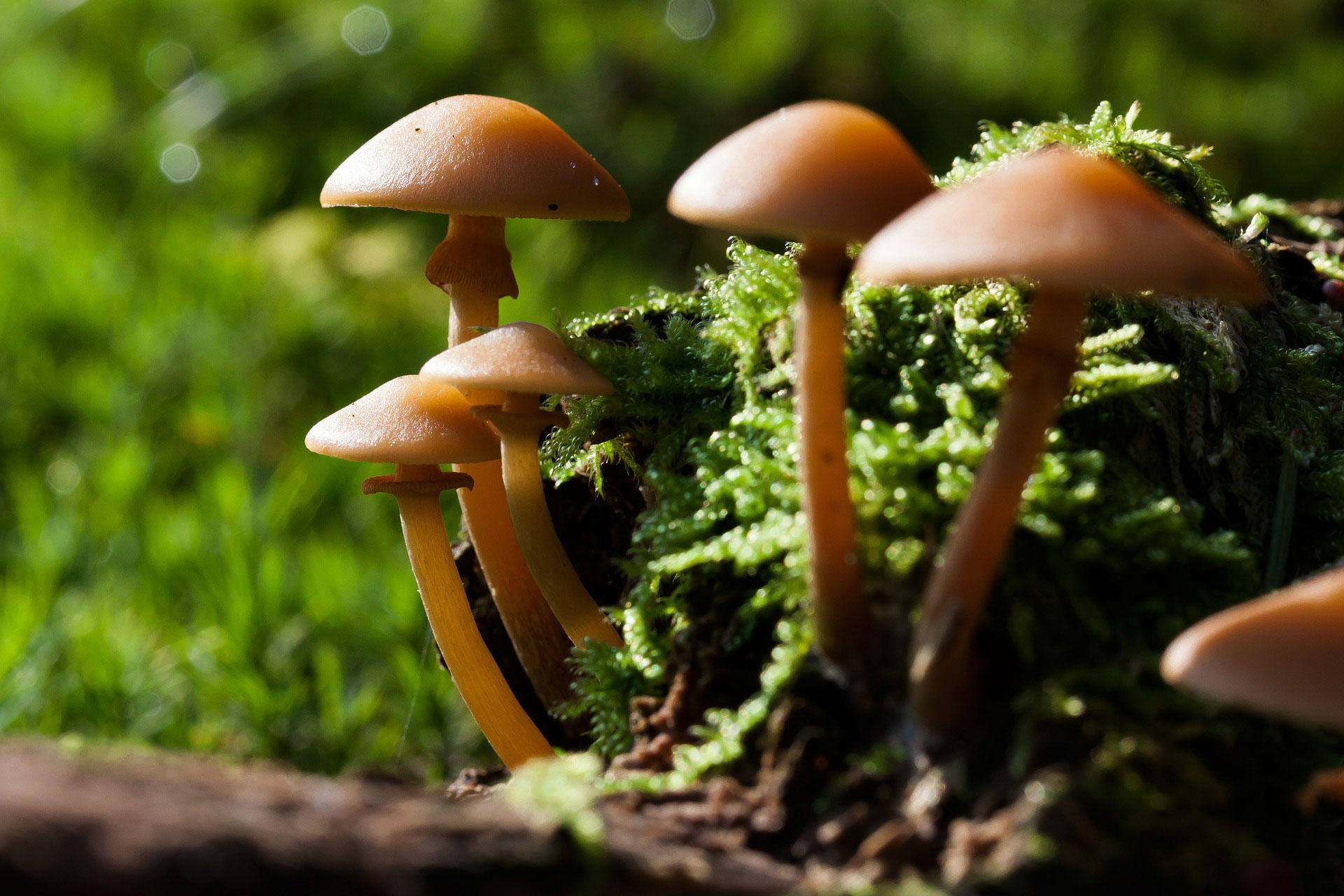 champignons Photo champignons