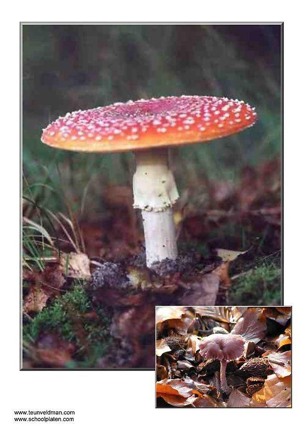 champignons Photo champignons