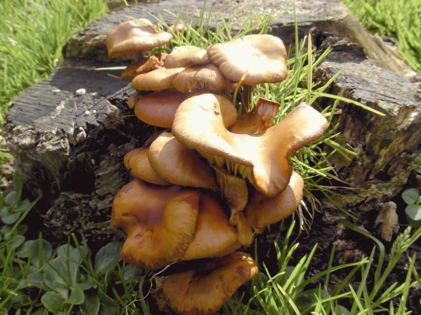 champignons Photo champignons