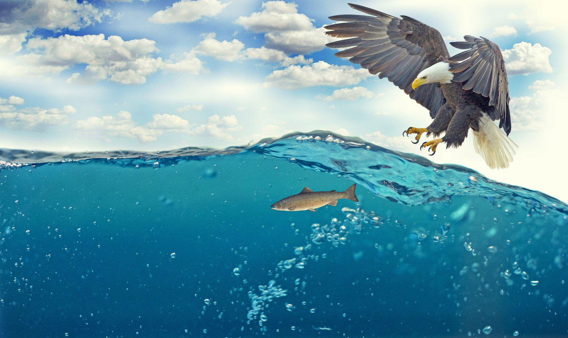 chasse Photo chasse