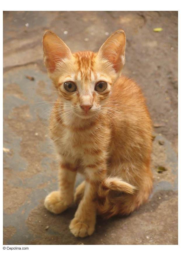 chat Photo chat