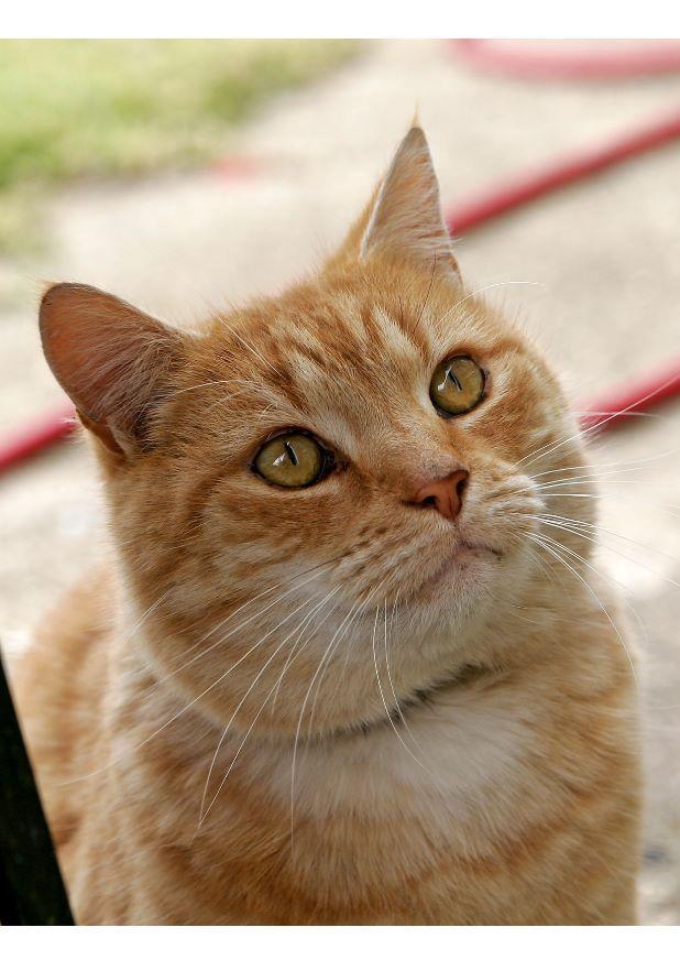 chat Photo chat