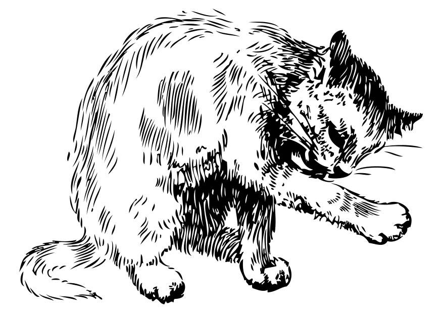 chat Coloriage chat