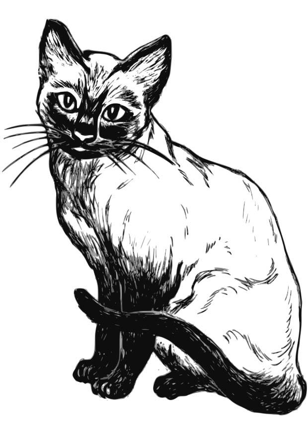 chat Coloriage chat