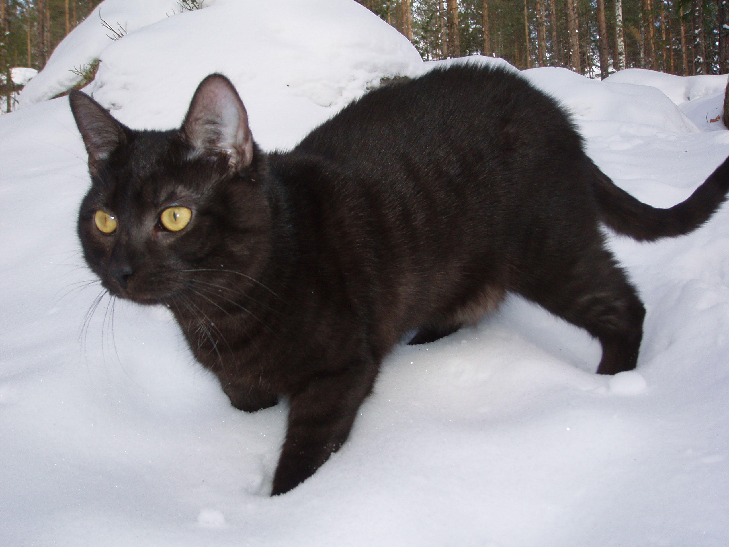 chat noir Photo chat noir