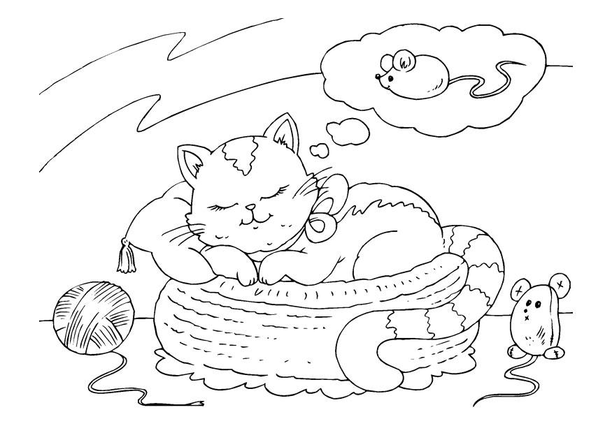 chat qui rÃ¨ve