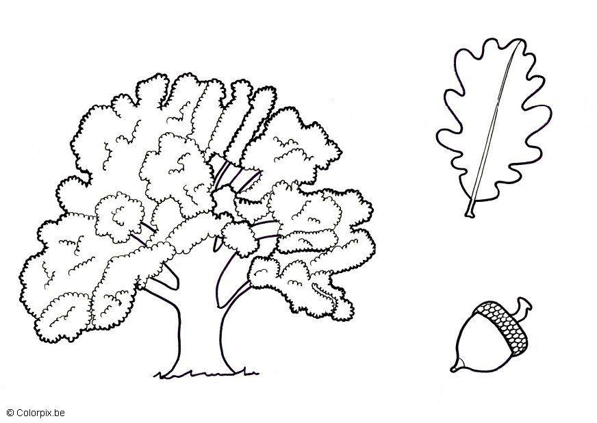 chAªne Coloriage chAªne
