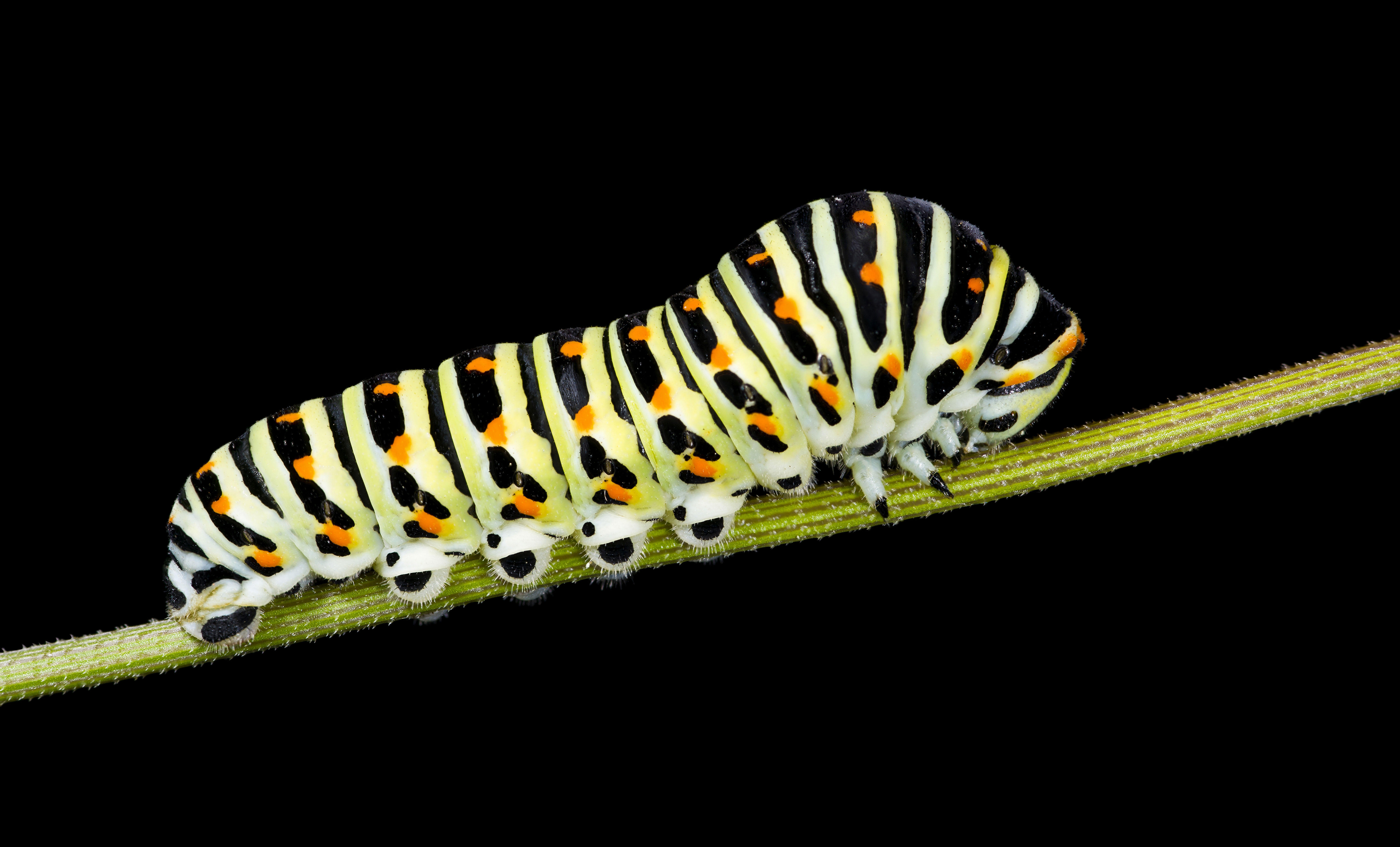 chenille Photo chenille
