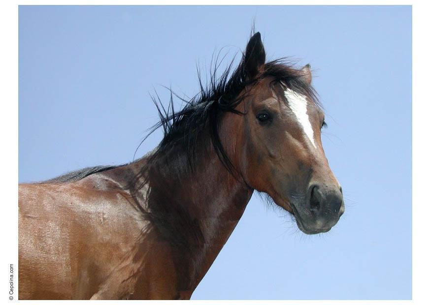 cheval Photo cheval