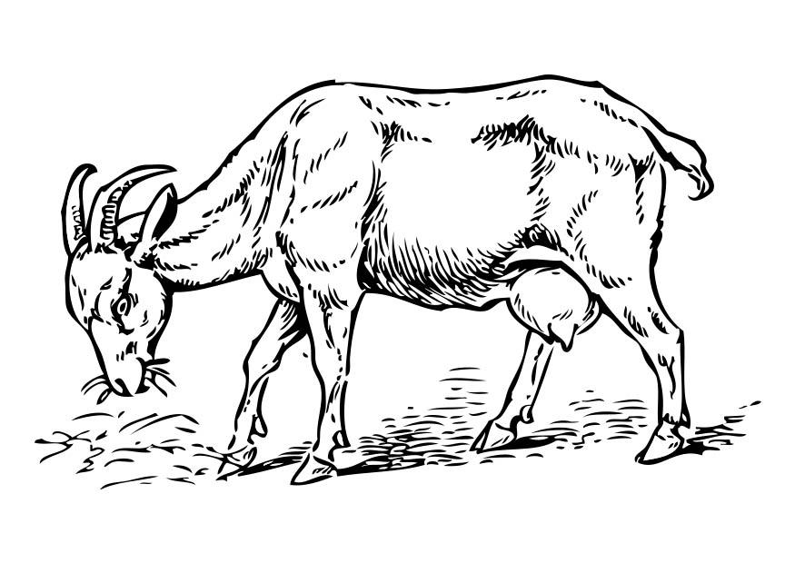 chA¨vre Coloriage chA¨vre
