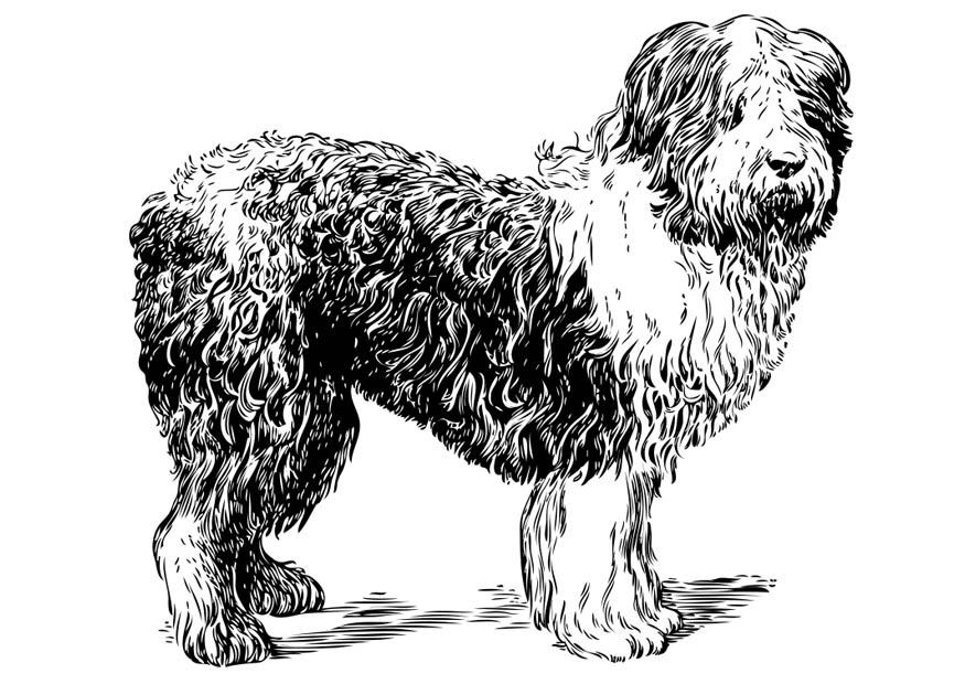 chien - berger polonais de plaine Coloriage chien - berger polonais de plaine