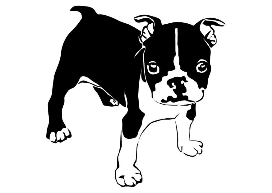 chien - bouledogue franA§ais Coloriage chien - bouledogue franA§ais