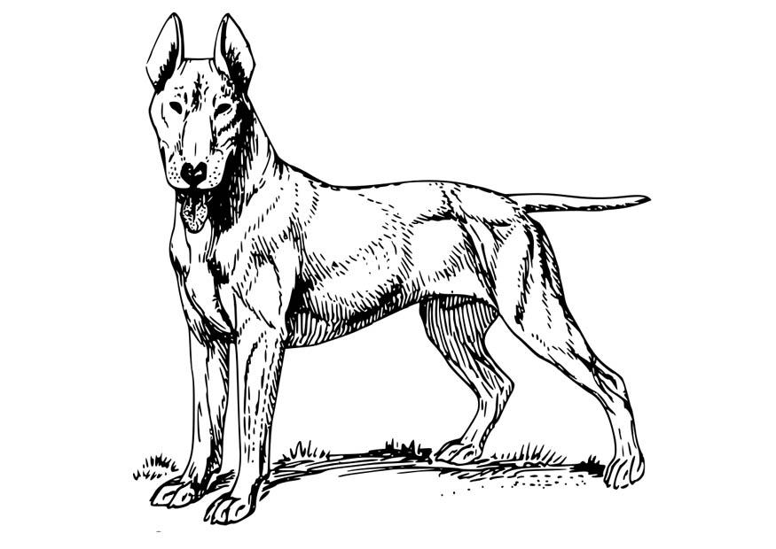 chien - bull-terrier Coloriage chien - bull-terrier