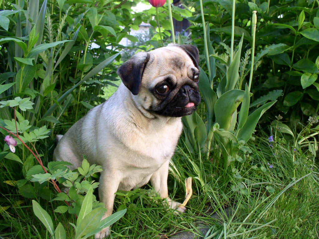chien - carlin Photo chien - carlin