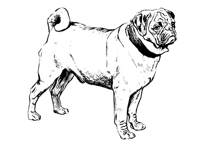 chien - carlin Coloriage chien - carlin