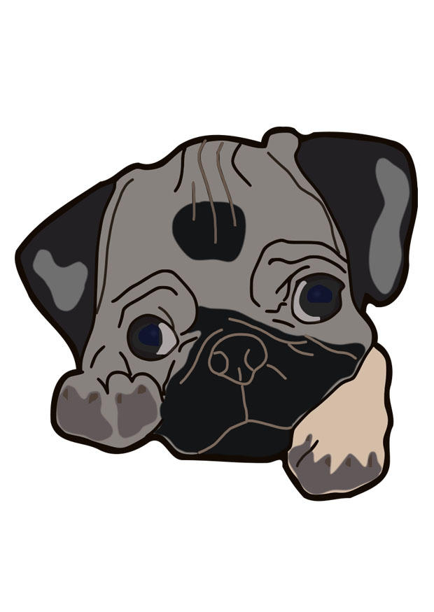 chien - carlin Image chien - carlin