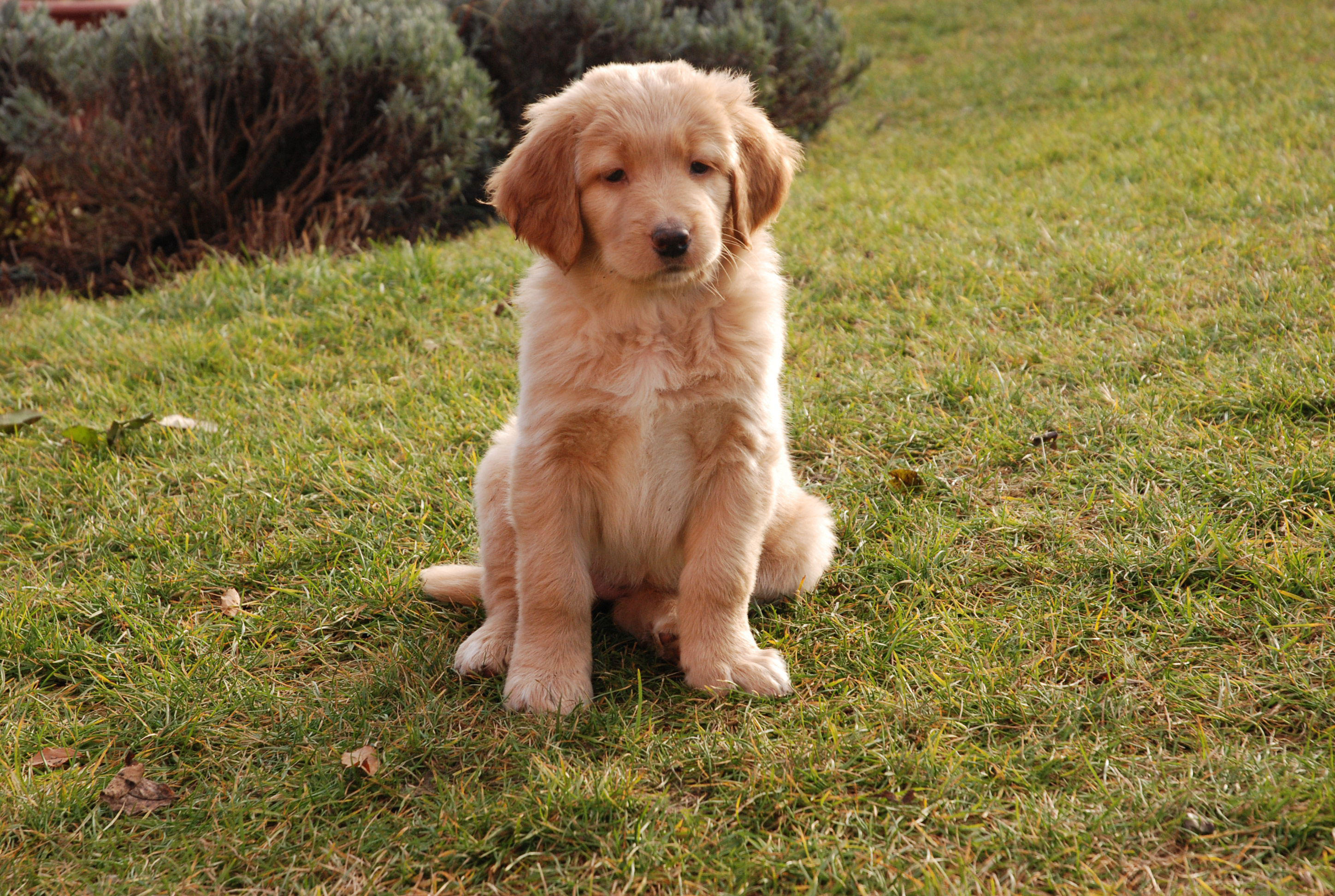 chien - chiot Photo chien - chiot
