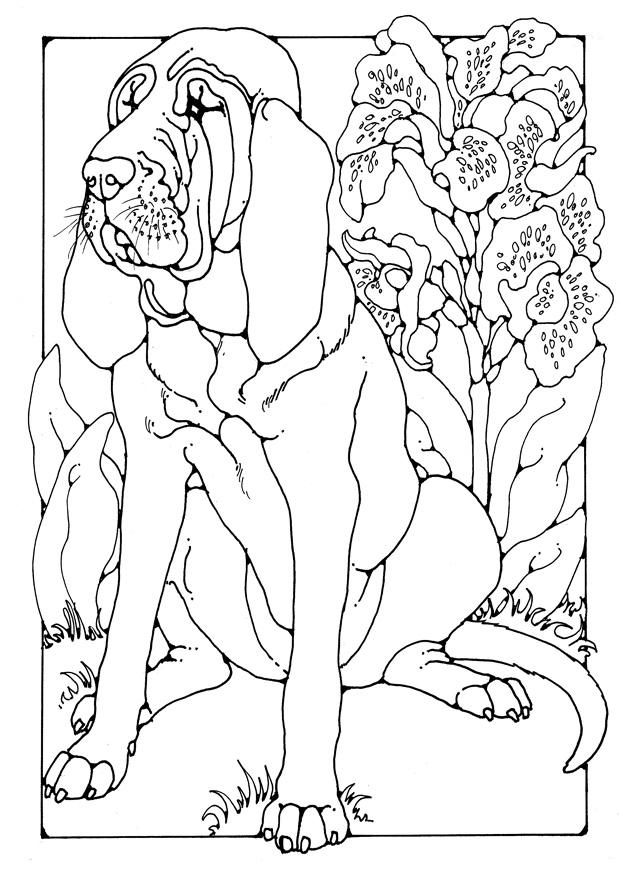 chien de saint-hubert Coloriage chien de saint-hubert