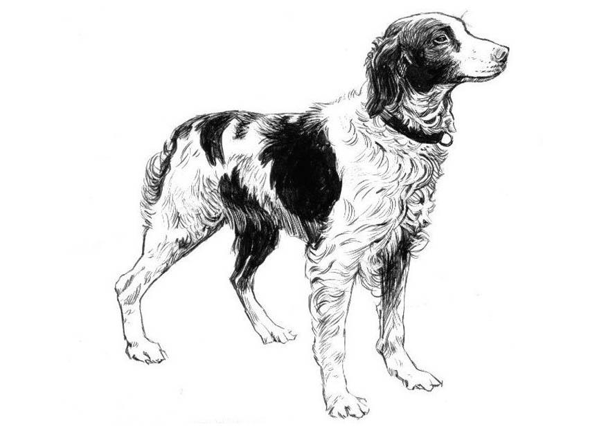 chien - A©pagneul Coloriage chien - A©pagneul