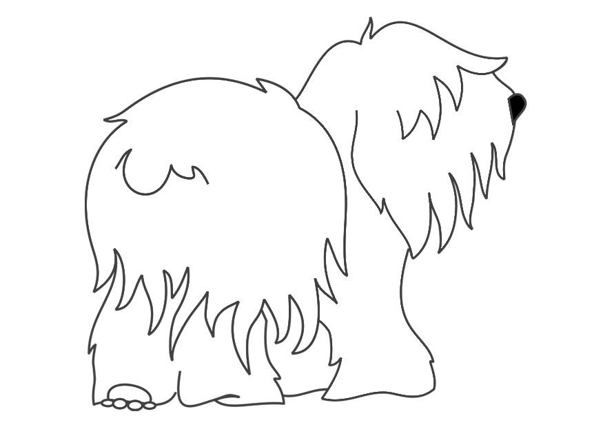 chien - queue A©courtA©e Coloriage chien - queue A©courtA©e