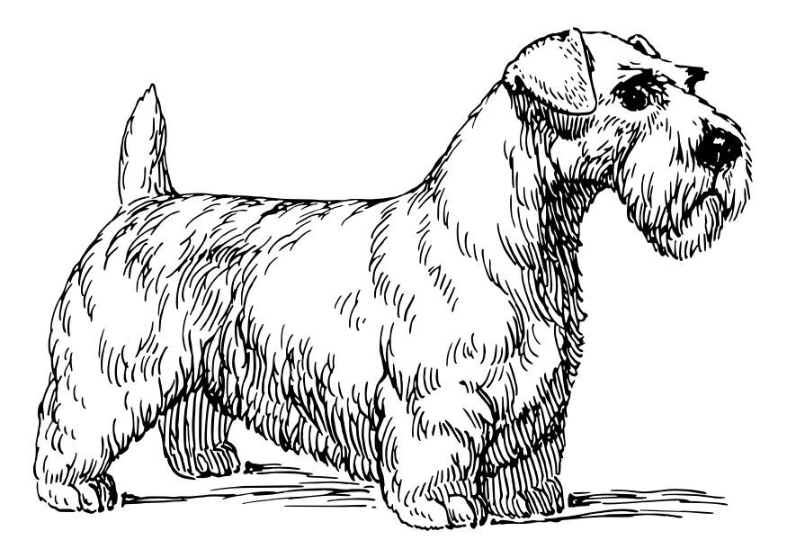 chien - sealyham terrier Coloriage chien - sealyham terrier